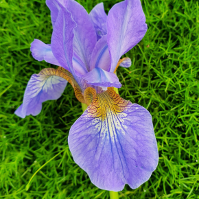 IRIS sibirica fleurs - Pépinière La Forêt