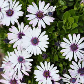 OSTEOSPERMUM ecklonis Trusty Amethyst Besties ® fleurs - Pépinière La Forêt