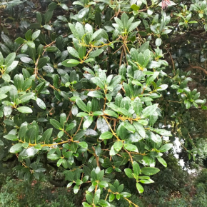 PHILLYREA latifolia Porto feuilles - Pépinière La Forêt