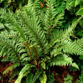 POLYSTICHUM Shiny Holly Fern feuilles - Pépinière La Forêt
