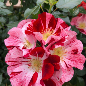 ROSA Kordes Simsalabim ® NECTAR GARDEN fleurs - Pépinière La Forêt