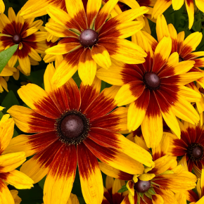 RUDBECKIA MiniBeckia Flame ® fleurs - Pépinière La Forêt