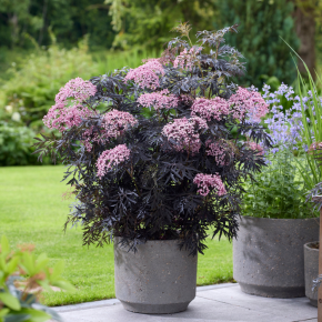 SAMBUCUS nigra Cherry Lace ® fleurs - Pépinière La Forêt