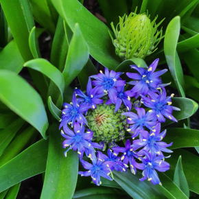 SCILLA peruviana fleurs - Pépinière La Forêt