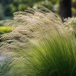 STIPA capillata  feuillage - Pépinière La Forêt