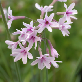 TULBAGHIA Purple Eye ® fleurs - Pépinière La Forêt