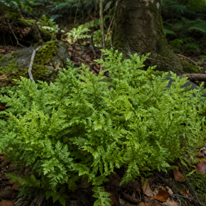 WOODWARDIA fimbriata feuillage  - Pépinière La Forêt