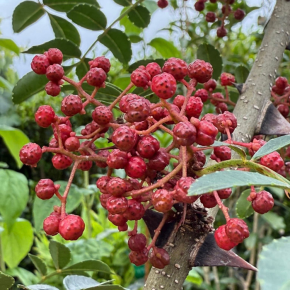 ZANTHOXYLUM bungeanum - Pépinière La Forêt