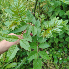 ZANTHOXYLUM coreanum feuillage - Pépinière La Forêt