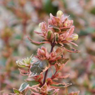 Abelia Magic Daydream ® - Pépinière La Forêt