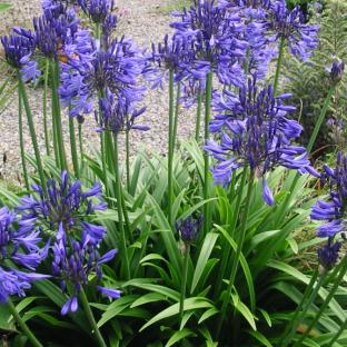 Agapanthus x Brilliant Blue ® - Pépinière La Forêt