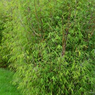 Bambou Fargesia angustissima - Pépinière La Forêt