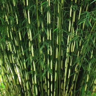 Bambou Fargesia robusta Pingwu - Pépinière La Forêt