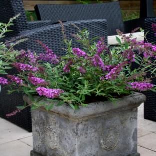 Buddleja Free Petite Dark Pink ® - Pépinière La Forêt