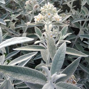 Buddleja davidii Silver Annyversary ® - Pépinière La Forêt