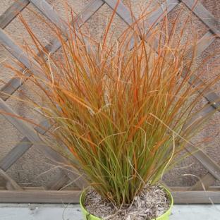 Carex testacea Prairie Fire - Pépinière La Forêt