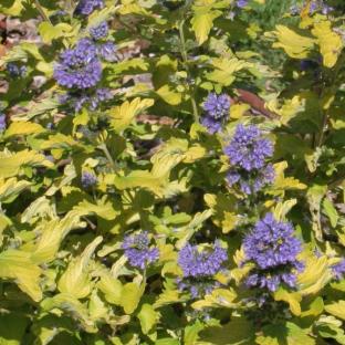 Caryopteris x Hint of Gold ® - Pépinière La Forêt