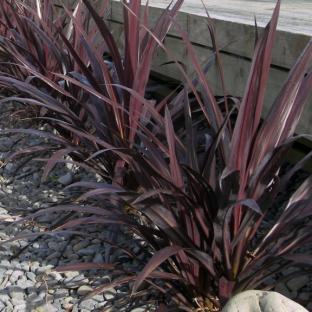 Cordyline x banksii Renegade ® - Pépinière La Forêt