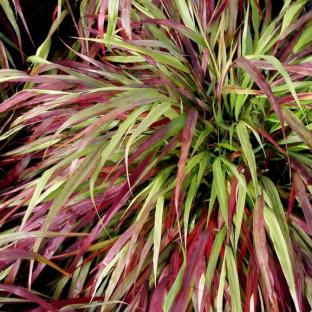 Hakonechloa macra Beni Kaze - Pépinière La Forêt