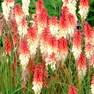 Kniphofia Orange Vanilla Popsicle ® - Pépinière La Forêt