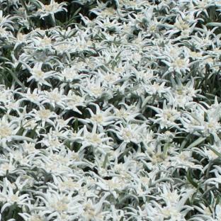 Leontopodium Bergman Blossom of Snow® - Pépinière La Forêt