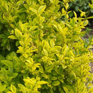 Ligustrum sinensis Lemon Lime ®  - Pépinière La Forêt