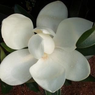 Magnolia grandiflora Alta  ® - Pépinière La Forêt