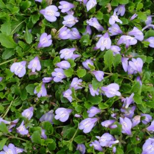 Mazus reptans Blue - Pépinière La Forêt