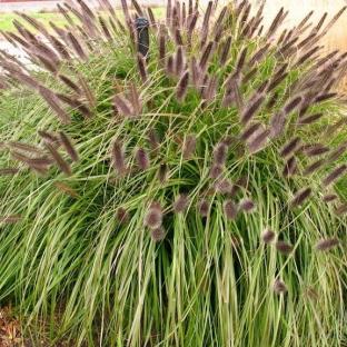 Pennisetum alopecuroïdes Black Beauty - Pépinière La Forêt