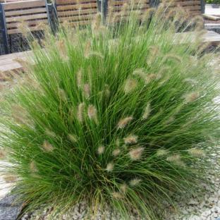 Pennisetum alopecuroïdes Hameln - Pépinière La Forêt