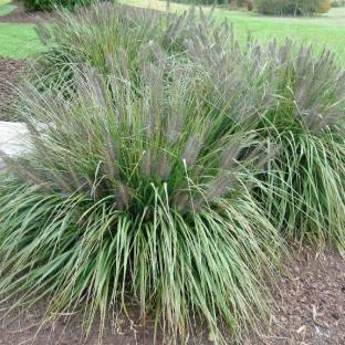 Pennisetum alopecuroïdes Moudry - Pépinière La Forêt