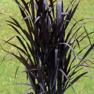 Pennisetum Princess Caroline ® - Pépinière La Forêt