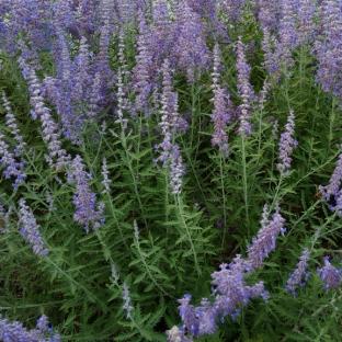 Perovskia atriplicifolia Lacey Blue ®  - Pépinière La Forêt