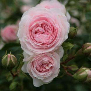 Rosier Paysager Rosa hybride Larissa® REKORD® - Pépinière La Forêt