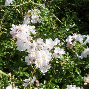 Rosier Couvre-sol Rosa hybride Medeo® REKORD® - Pépinière La Forêt