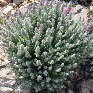 Teucrium marum - Pépinière La Forêt