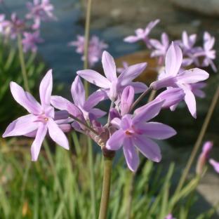 Tulbaghia violacea Silver Lace - Pépinière La Forêt