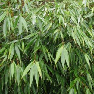 Bambou Fargesia robusta Formidable Wenchuan - Pépinière La Forêt