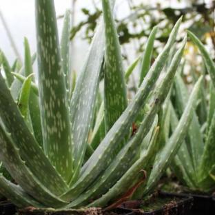 Aloe Vera - Pépinière La Forêt