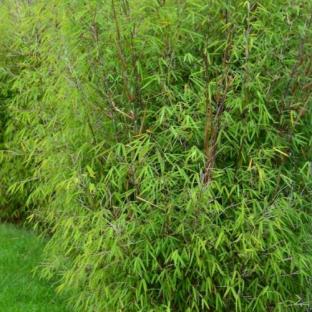 Bambou Fargesia angustissima - Pépinière La Forêt