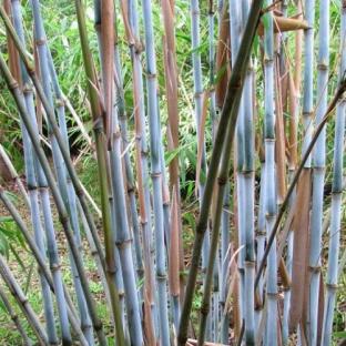 Bambou Fargesia papyrifera - Pépinière La Forêt