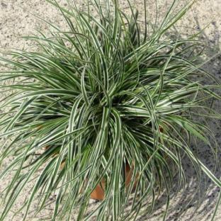 Carex oshimensis Everest ® - Pépinière La Forêt