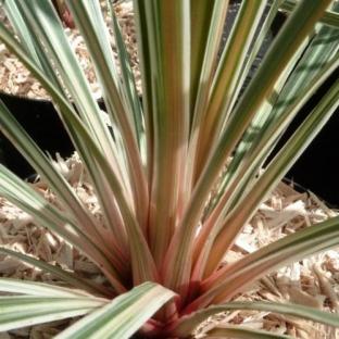 Cordyline Pink Champagne - Pépinière La Forêt