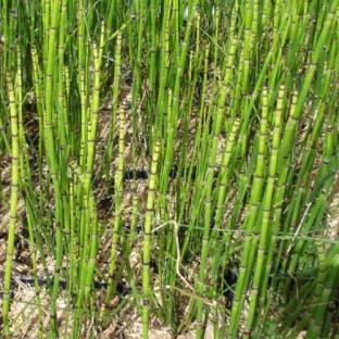 Equisetum japonicum - Pépinière La Forêt