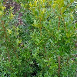 Ilex maximowicziana Kanehirae Maximo - Pépinière La Forêt