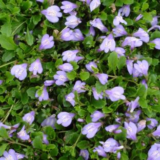 Mazus reptans Blue - Pépinière La Forêt