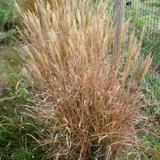 Miscanthus sinensis adagio - Pépinière La Forêt