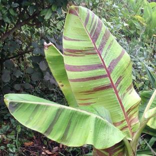 Musa Sikkemensis Red Tiger  - Pépinière La Forêt