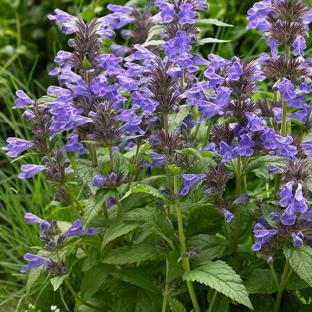 Nepeta Neptune ® - Pépinière La Forêt