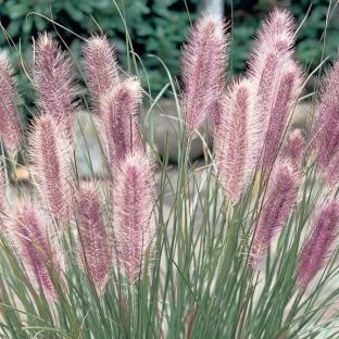 Pennisetum alopecuroïdes Red Head - Pépinière La Forêt